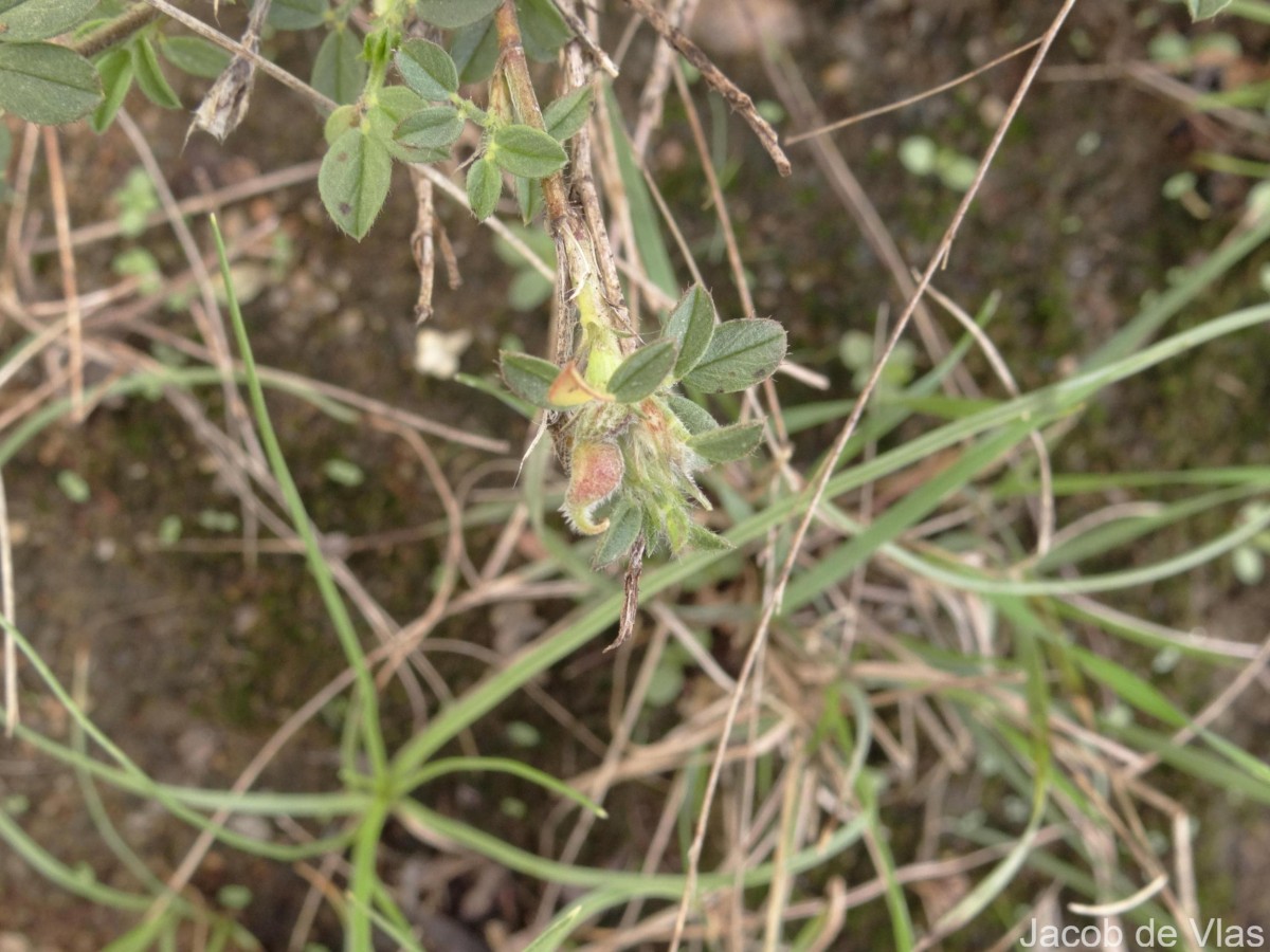 Stylosanthes fruticosa (Retz.) Alston